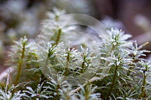 Ice crystal glisten