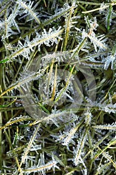 Ice crystals