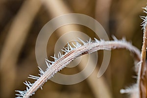 Ice Crystals around frosted plant in winter