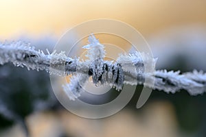 Ice crystals on barbwire