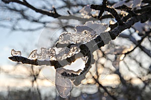 Ice crystals on a bare tree branch