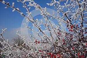 Ice crystals on barerry bush