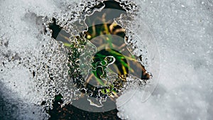 Ice crystals closeup with grass