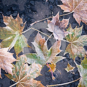 Ice crystals covered maple leaves on tarmac road