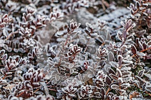 Ice crystals on cranberry leaves