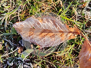 Ice crystals on a dead leaf