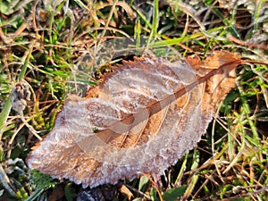 Ice crystals on a dead leaf