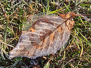 Ice crystals on a dead leaf