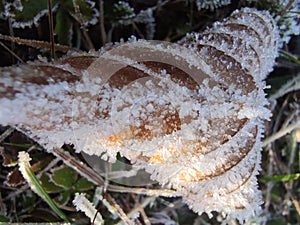 Ice crystals on a dead leaf