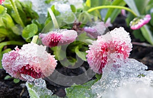 Ice crystals on flower