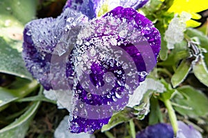Ice crystals on flower