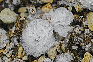 Ice crystals flowers, frost flowers, ice blossoms forming on the