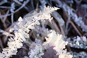 Ice crystals that have formed on blades of grass. Structurally rich and bizarre shapes have emerged photo