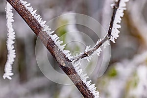 Ice crystals of frost and ice on a branch in winter