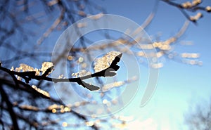 Ice crystals frozen on dry branches and cherry buds. The sun`s rays reflecting in the ice