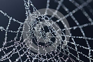 Ice crystals on frozen spider web