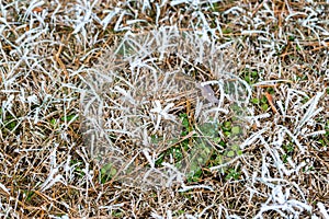 Ice crystals on grass and green leaves. Frosty grass nature background. Selective focus
