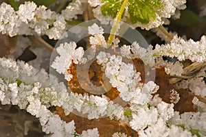 ice crystals on grass and leafs on the forest floor