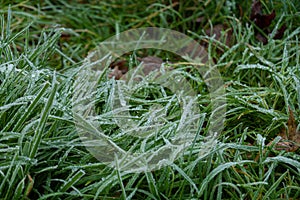 Ice crystals on green grass close up. Nature background, Frosty grass on winter walks with open fields in the background