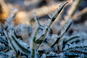 Ice crystals that have formed on blades of grass. Structurally rich and bizarre shapes have emerged photo