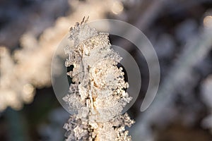 Ice crystals that have formed on blades of grass. Structurally rich and bizarre shapes have emerged photo