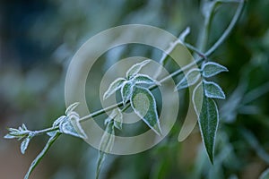 Hoar Frost on Green Leaves