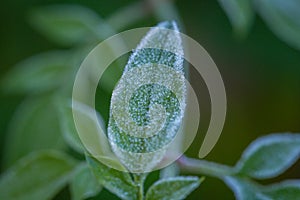 Hoar Frost on Green Leaves