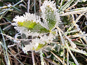 Ice crystals on a leaf