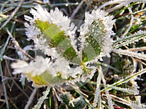 Ice crystals on a leaf