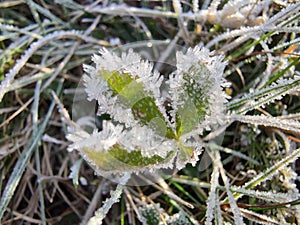 Ice crystals on a leaf