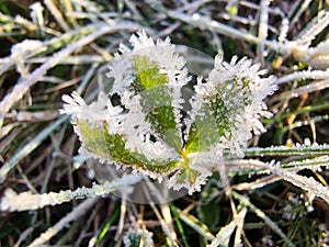 Ice crystals on a leaf
