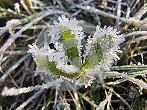 Ice crystals on a leaf