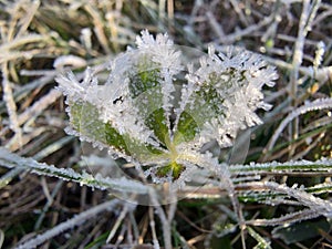 Ice crystals on a leaf