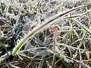 Ice crystals on a leaf