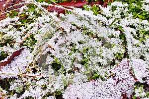 Ice crystals on leaf litter, winter season nature patterns