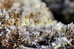 Ice Crystals on Reindeer Lichen (Cladonia) photo