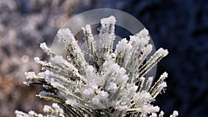 Ice crystals winter christmas background