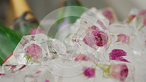 Ice cubes with encapsulated pink flowers roses for cocktail decoration at bar