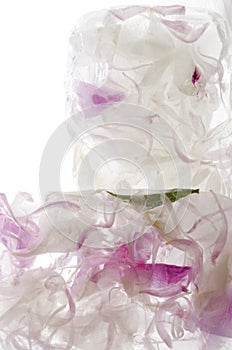 Ice cubes and frozen flower petals in it.Concept of frozen beauty photo