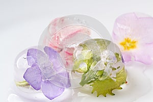 Ice cubes with frozen flowers on a white background. Extreme Flower Close-up.