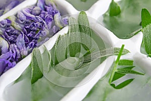 Ice cubes with purple flowers and green leaves with hoarfrost in a tray closeup