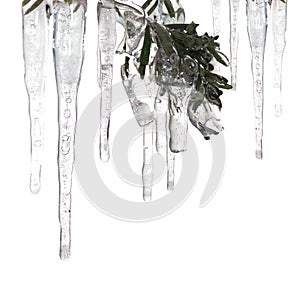 Ice cycles and ice covered branch