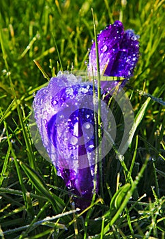 Ice and dew on purple crocus, Crocoideae