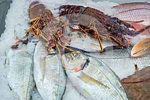 Ice display with fish and lobster