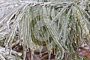 Ice Draped Evergreen Needles