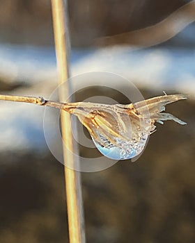 Ice drop on a straw in the nature