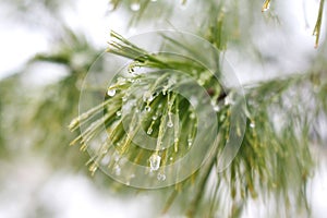 Ice Droplets on Winter White Pine Tree