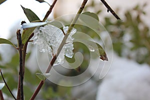 Ice drops on branches, Plants with frozen ice drops