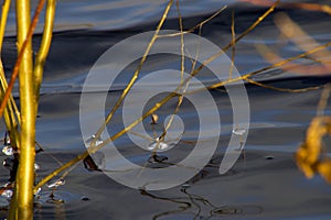 Ice drops look like hearts and makes pattern in the water