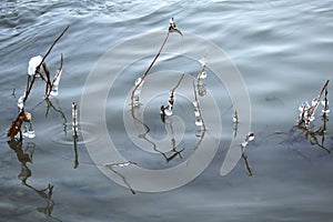 Ice drops on water plants in winter